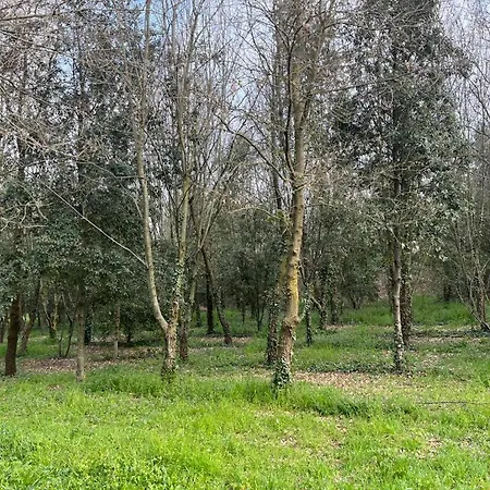 Woods Apartmán
