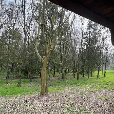 Woods