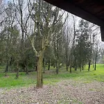 Woods
