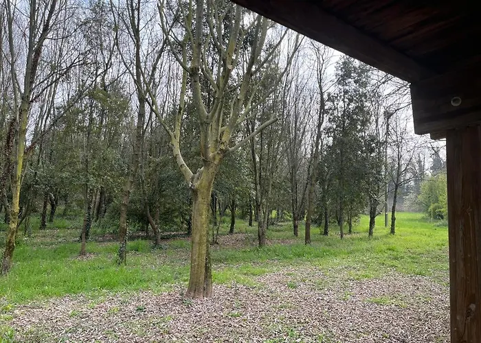 Woods